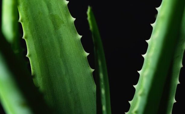 AloeVera